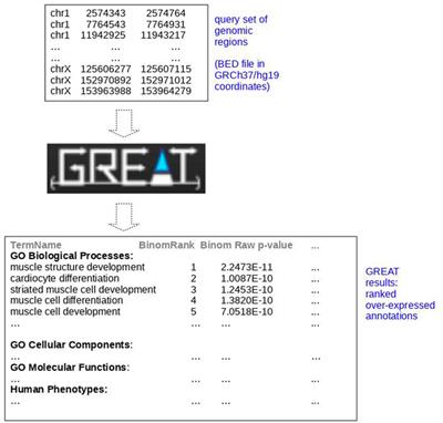 A brief survey of tools for genomic regions enrichment analysis